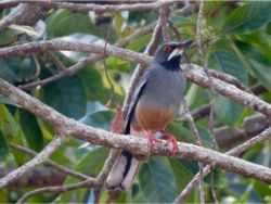 Red-legged Thrush